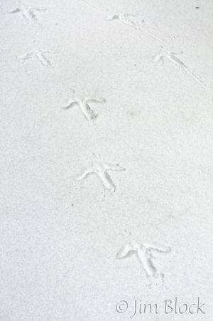 12   DP999G--Turkey-Tracks.jpg